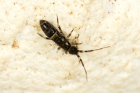 Un Collembole (Collembole - Entomobryidae - Orchesella cincta)